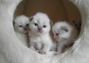 les chatons de Flore - 2 semaines - Chatterie Ragdolls du Val de Beauvoir